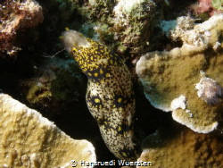 Large Spotted Snake Eel - Ophichthus polyophthalmus by Hansruedi Wuersten 